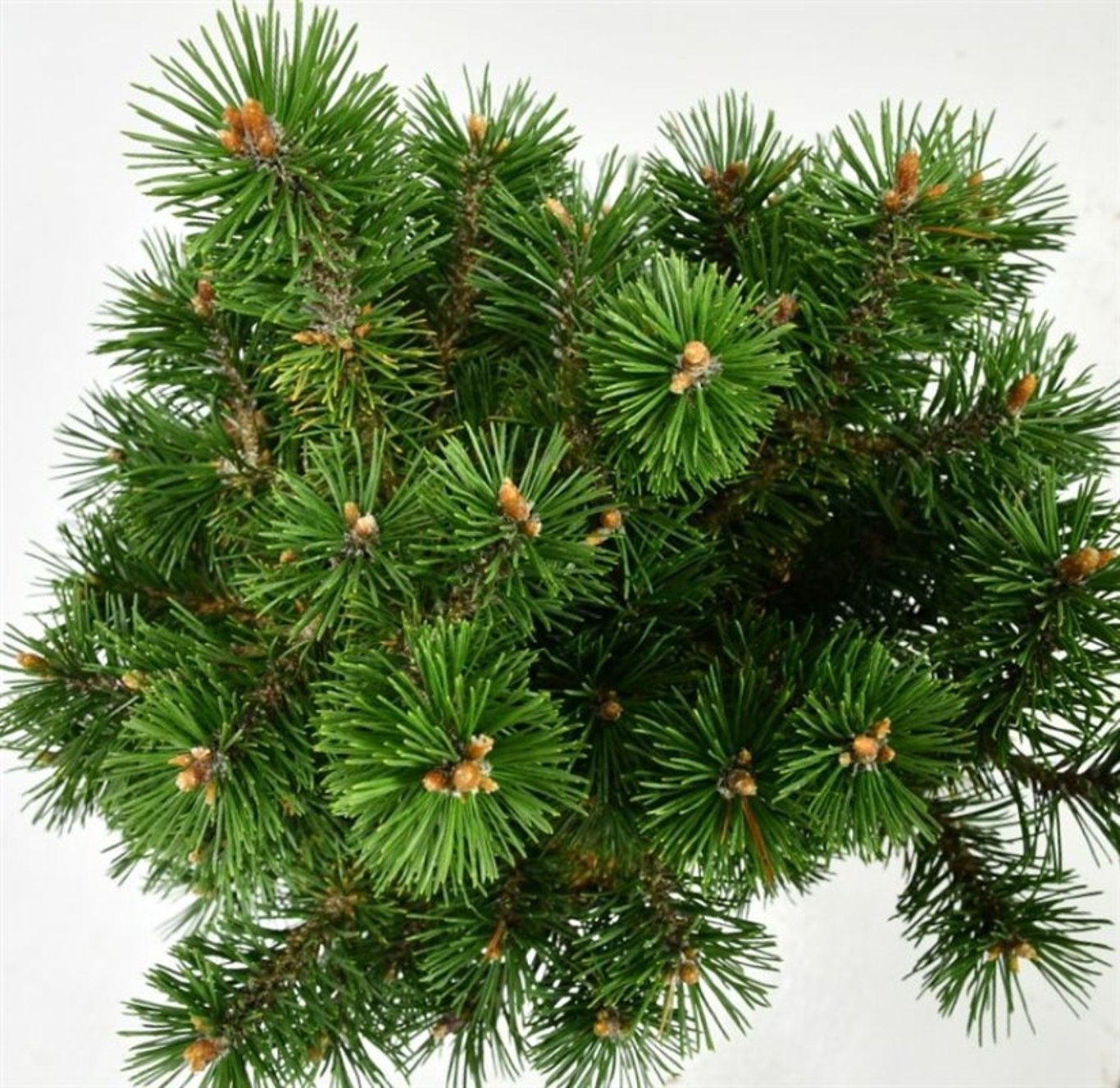 Pinus mugo 'Humpy' - C7.5 30-40 CM